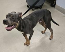 Shelter Stray Male Dog last seen Near Turn Loop Road, GLEN BURNIE, MD, 21061, 411 Maxwell Frye Rd, Millersville, MD 21108, USA