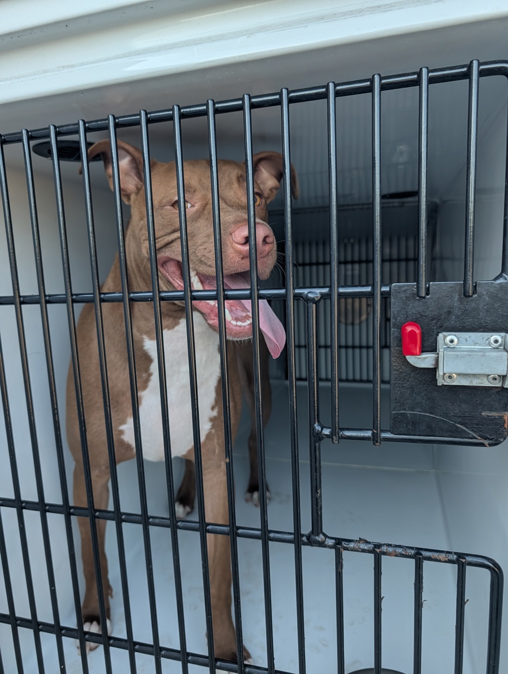 Shelter Stray Male Dog last seen Near S Military, VIRGINIA BEACH, VA, 23464, 341 S Birdneck Rd, Virginia Beach, VA 23451, USA