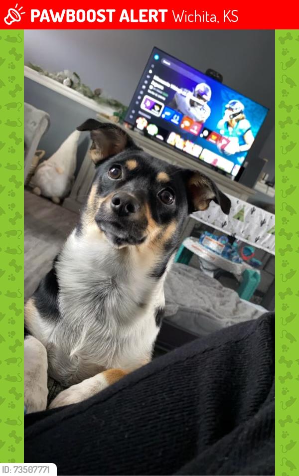 Lost Female Dog last seen south Saint Paul, Wichita, KS 67217