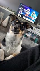 Lost Female Dog last seen south Saint Paul, Wichita, KS 67217