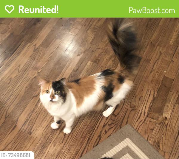Reunited Female Cat last seen Irving and w 29th, Denver, CO 80211
