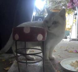 Found/Stray Unknown Cat last seen Hogarth dr, Rancho Cordova, CA 95827