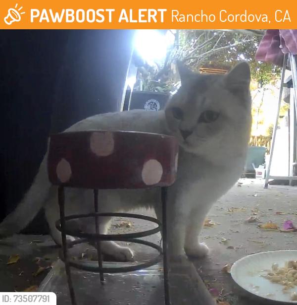 Found/Stray Unknown Cat last seen Hogarth dr, Rancho Cordova, CA 95827