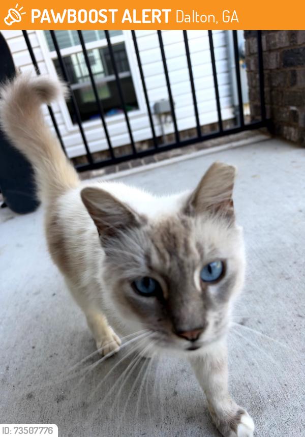 Found/Stray Male Cat last seen behind laundry matt across from north ga power, Dalton, GA 30721
