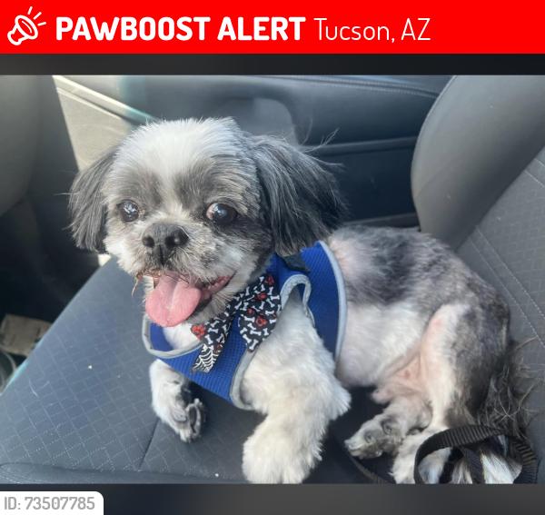 Lost Male Dog last seen Julian ranch, wilmot/i10 Craycroft/i10, Tucson, AZ 85756
