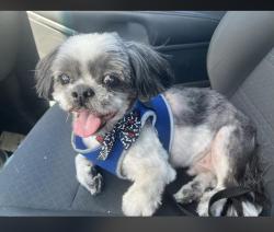 Lost Male Dog last seen Julian ranch, wilmot/i10 Craycroft/i10, Tucson, AZ 85756