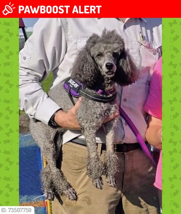 Lost Female Dog last seen Walbash and Dimmick Rd, West Chester Township, OH 45069