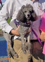 Lost Female Dog last seen Walbash and Dimmick Rd, West Chester Township, OH 45069