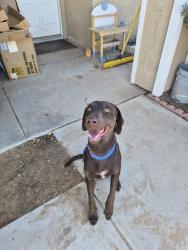 Found/Stray Male Dog last seen Navajo and Ramona, Apple Valley, CA 92395
