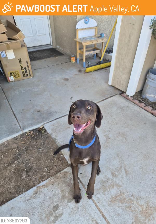 Found/Stray Male Dog last seen Navajo and Ramona, Apple Valley, CA 92395