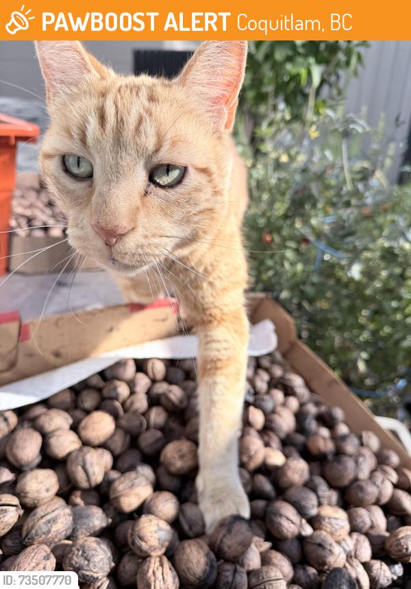 Found/Stray Male Cat last seen Chilko, Coquitlam, BC 