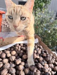 Found/Stray Male Cat last seen Chilko, Coquitlam, BC 