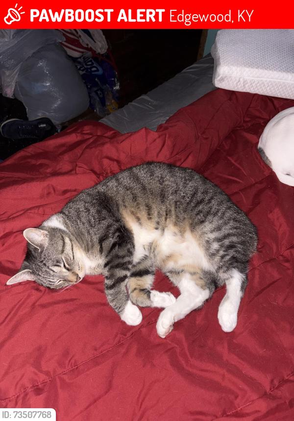 Lost Male Cat last seen Charter oak and garden way, Edgewood, KY 41017