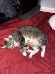 Lost Male Cat last seen Charter oak and garden way, Edgewood, KY 41017