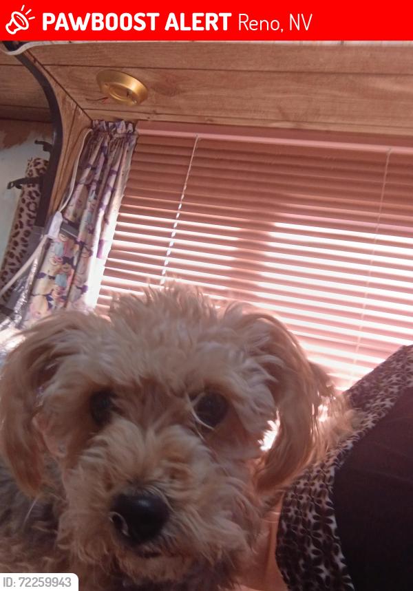 Lost Female Dog last seen Britton and 7th subvalley, Reno, NV 89502