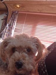 Lost Female Dog last seen Britton and 7th subvalley, Reno, NV 89502