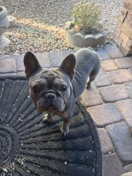 Reunited Female Dog last seen Centennial and n lamb, North Las Vegas, NV 89081