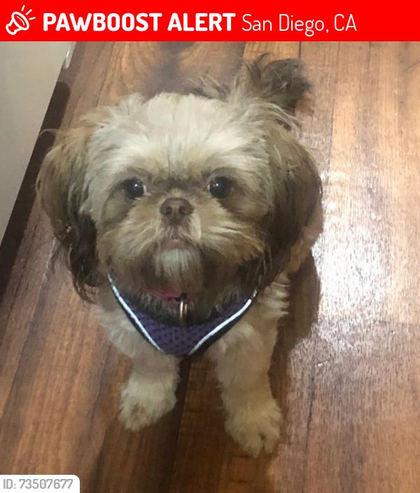 Lost Female Dog last seen Villa Nueva apmts, San Diego, CA 92173