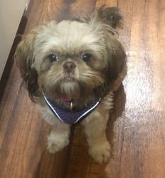 Lost Female Dog last seen Villa Nueva apmts, San Diego, CA 92173