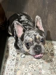 Found/Stray Female Dog last seen Anasteel working company, Ellenwood, GA 30294