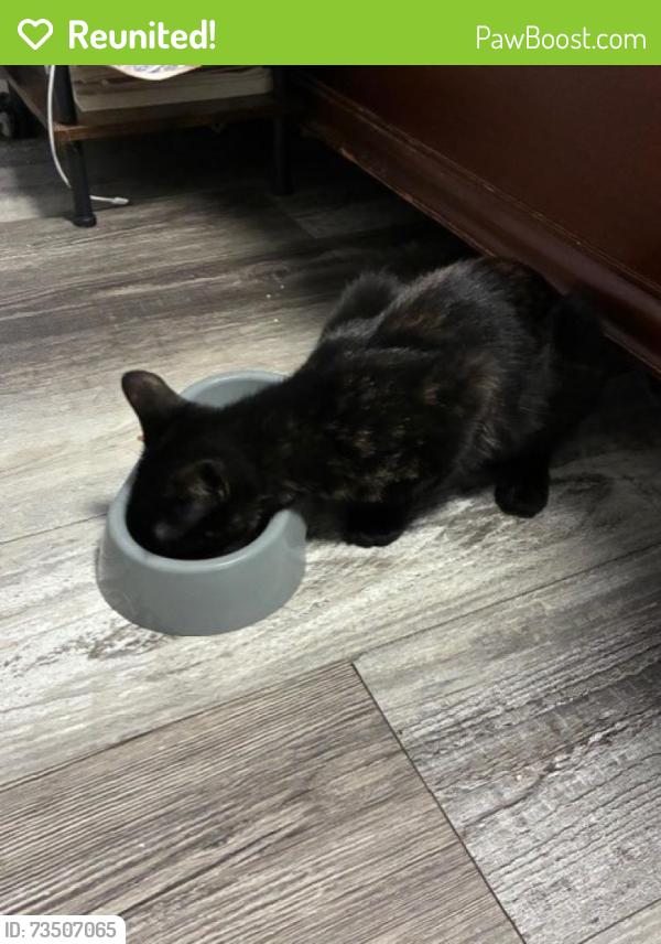Reunited Female Cat last seen twinlakes rd and 63rd street in gunbarrel, Boulder, CO 80301