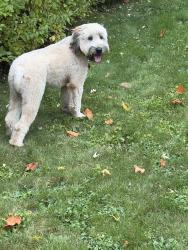 Reunited Female Dog last seen 22nd st NW and Iris Court, Canton, OH 44709
