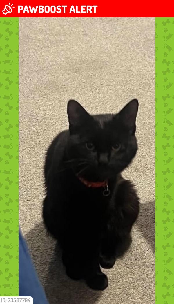 Lost Male Cat last seen Cherwell drive, Hertfordshire, England SG1 6BD