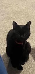 Lost Male Cat last seen Cherwell drive, Hertfordshire, England SG1 6BD