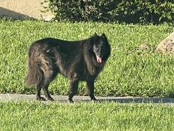 Found/Stray Unknown Dog last seen Affirmed Lane and Alydar, Boca Raton, FL 33496