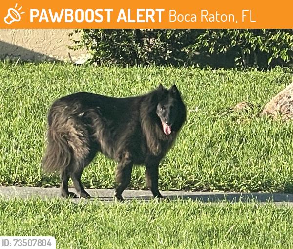 Found/Stray Unknown Dog last seen Affirmed Lane and Alydar, Boca Raton, FL 33496
