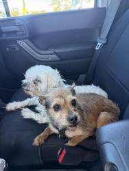 Reunited Female Dog last seen alvin and Boyle ct, Salinas, CA 93906