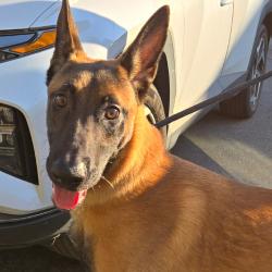 Shelter Stray Unknown Dog last seen , 124 Evergreen Ave, Newark, NJ 07114, USA