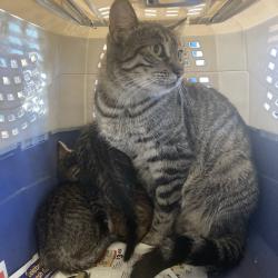Shelter Stray Unknown Cat last seen , 12910 Yukon Ave, Hawthorne, CA 90250, USA