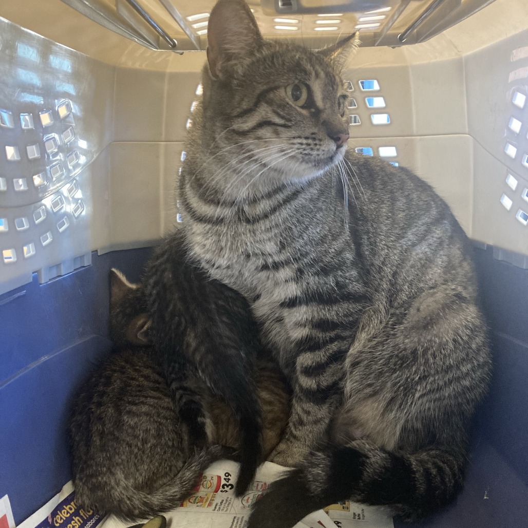 Shelter Stray Unknown Cat last seen , 12910 Yukon Ave, Hawthorne, CA 90250, USA