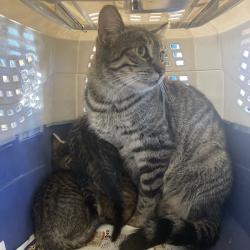 Shelter Stray Male Cat last seen , 12910 Yukon Ave, Hawthorne, CA 90250, USA