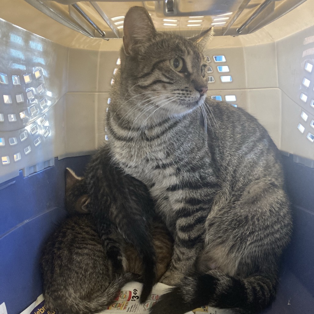 Shelter Stray Male Cat last seen , 12910 Yukon Ave, Hawthorne, CA 90250, USA