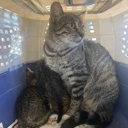 Shelter Stray Female Cat last seen , 12910 Yukon Ave, Hawthorne, CA 90250, USA