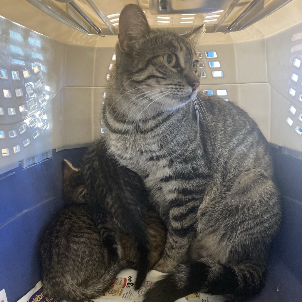 Shelter Stray Female Cat last seen , 12910 Yukon Ave, Hawthorne, CA 90250, USA