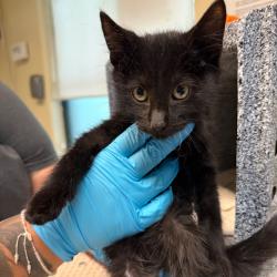 Shelter Stray Male Cat last seen , 361 S Raymond Ave, Pasadena, CA 91105, USA