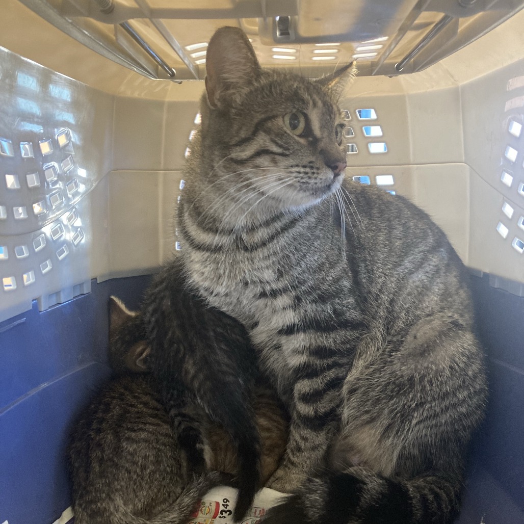 Shelter Stray Female Cat last seen , 12910 Yukon Ave, Hawthorne, CA 90250, USA