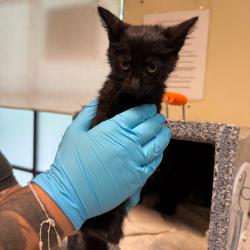 Shelter Stray Female Cat last seen , 361 S Raymond Ave, Pasadena, CA 91105, USA