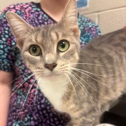 Shelter Stray Female Cat last seen , 54687 Co Rd 19, Bristol, IN 46507, USA
