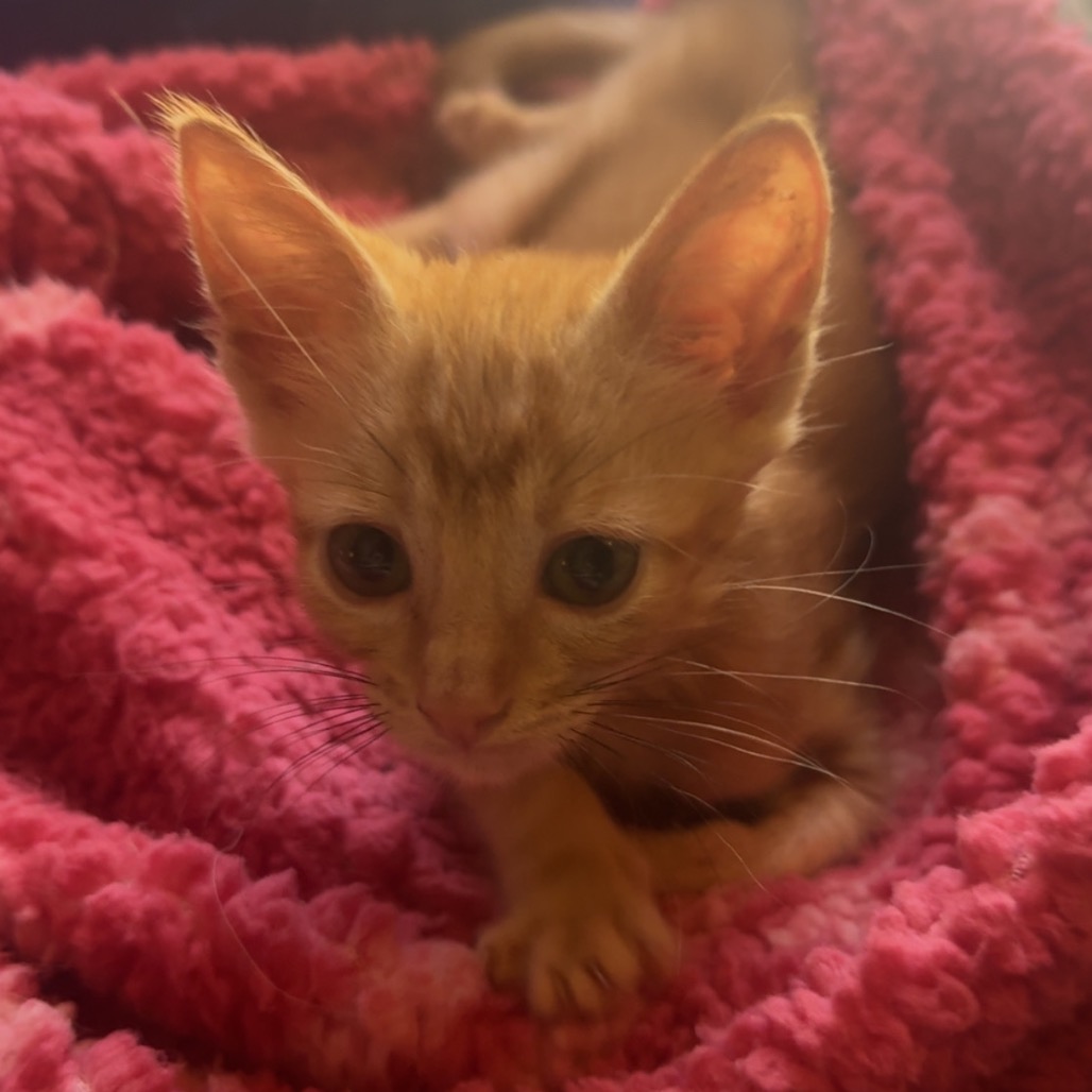 Shelter Stray Male Cat last seen , 3607 N Armenia Ave, Tampa, FL 33607, USA