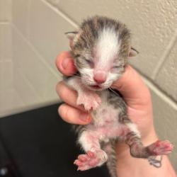 Shelter Stray Male Cat last seen , 54687 Co Rd 19, Bristol, IN 46507, USA