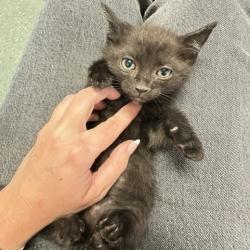 Shelter Stray Female Cat last seen , 3607 N Armenia Ave, Tampa, FL 33607, USA