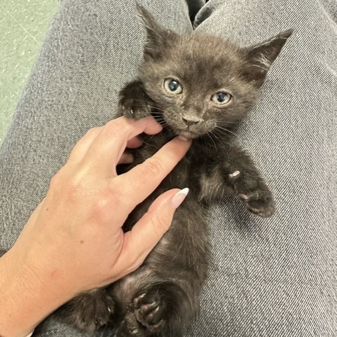 Shelter Stray Female Cat last seen , 3607 N Armenia Ave, Tampa, FL 33607, USA