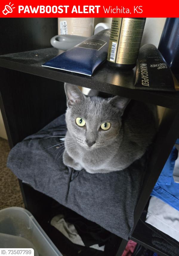 Lost Female Cat last seen Rockwell Public Library, Wichita, KS 67208