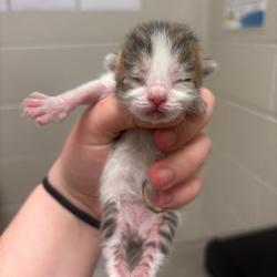 Shelter Stray Male Cat last seen , 54687 Co Rd 19, Bristol, IN 46507, USA