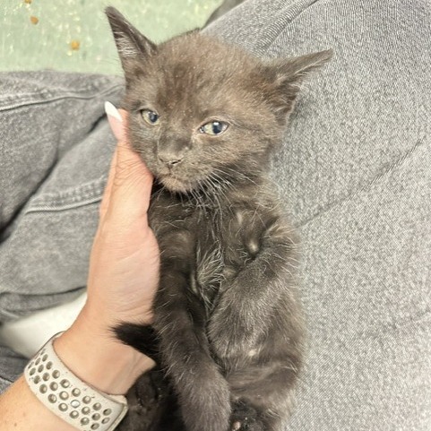 Shelter Stray Female Cat last seen , 3607 N Armenia Ave, Tampa, FL 33607, USA