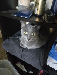 Lost Female Cat last seen Rockwell Public Library, Wichita, KS 67208